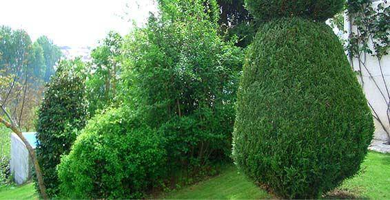 jardin