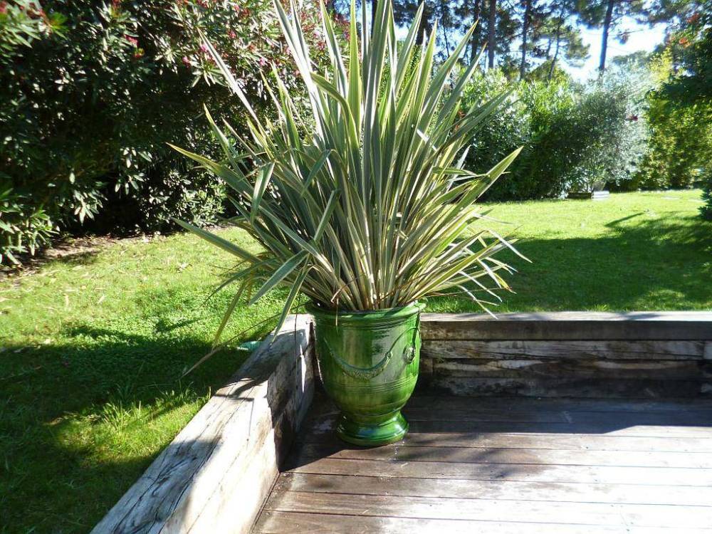 plantation